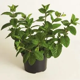 М'ята Spanish Spearmint фото