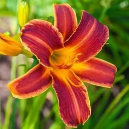 Лілейник EveryDaylily Red Ribs фото