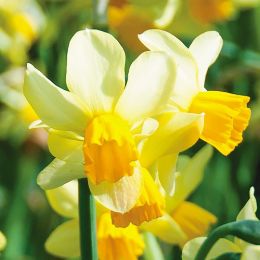 Нарцис Spring Sunshine фото