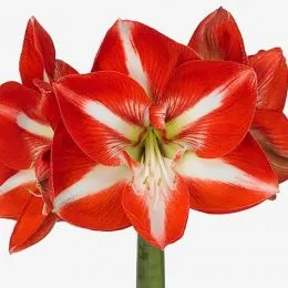 Амариліc Stargazer фото
