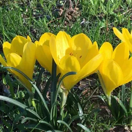 Штернбергія Lutea фото