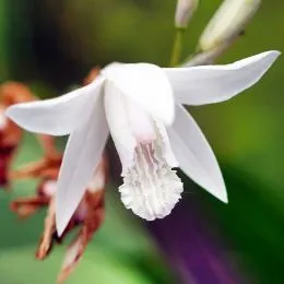 Блетілла Striata Alba фото