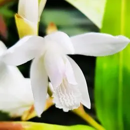 Блетілла Striata Variegated фото