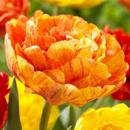 Тюльпан Sun Lover 11/12 фото