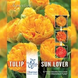 Тюльпан Sunlover (Брендові цибулини KAPITEYN®) фото