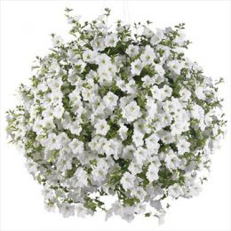 Сурфінія  Trailing White фото