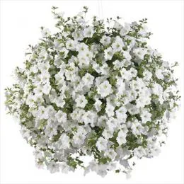Сурфінія  Trailing White фото