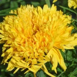 Чорнобривці Simba Yellow фото