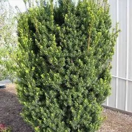 Тис Hicksii фото