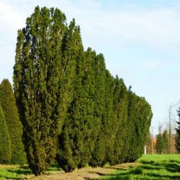 Тис Fastigiata Robusta фото