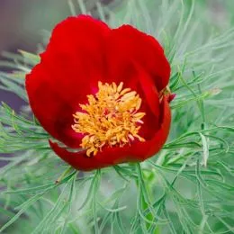 Півонія Tenuifolia (Hybrid) фото