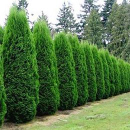 Туя Occidentalis Pyramidalis фото