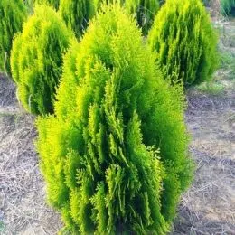 Туя Aurea Nana фото