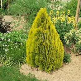 Туя Pyramidalis Aurea фото