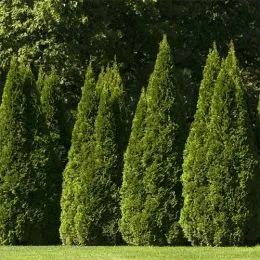 Туя західна Pyramidalis Compacta фото