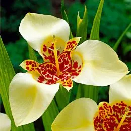 Тігрідія Canariensis (Унікальна форма) фото