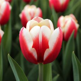 Тюльпан Aomori фото