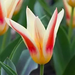 Тюльпан Johann Strauss фото