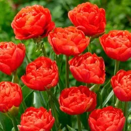 Тюльпан Limerick фото