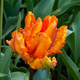 Тюльпан Orange Favourite фото