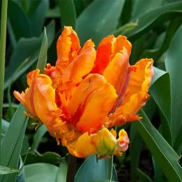 Тюльпан Orange Favourite фото