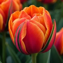 Тюльпан Queensday фото