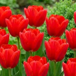 Тюльпан Spring Song фото