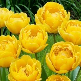 Тюльпан Yellow Pompenette фото