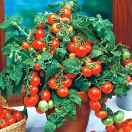 Помідор Кімнатний фото