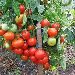 Помідор Альфа фото