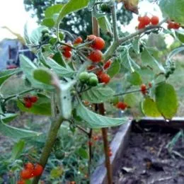 Помідор Orange Berry фото