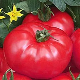 Помідор Турмалін фото