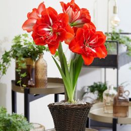 Амариліc Happy Nymph 28/30 фото