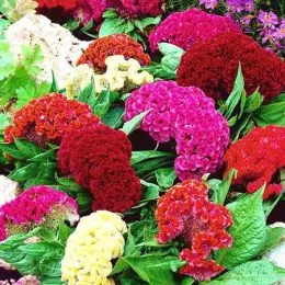 Целозія гребінчаста Джессіка фото