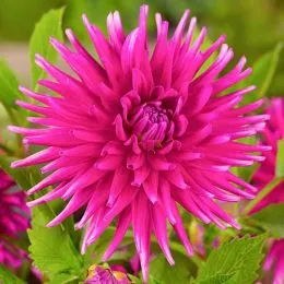 Жоржина Purple Gem фото