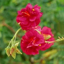 Геліантемум Cerise Queen фото