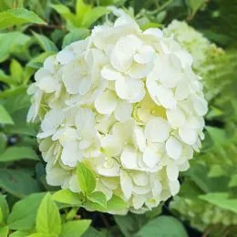 Гортензія Wudu White фото