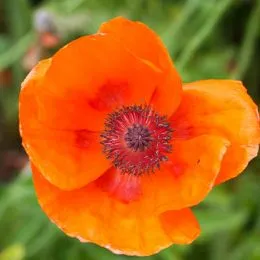 Мак Harvest Moon фото