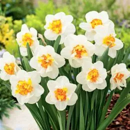 Нарцис Flower Drift фото
