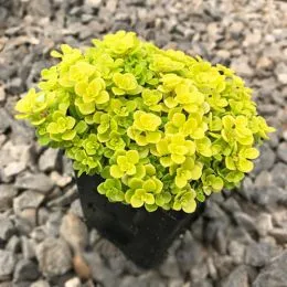Седум Makinoi Yellow фото