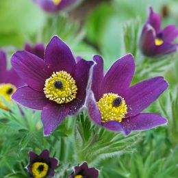 Сон-трава Vulgaris Violet фото