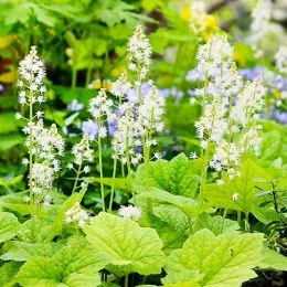 Тіарелла Cordifolia фото