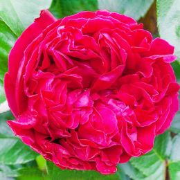 Троянда Red Eden Rose фото