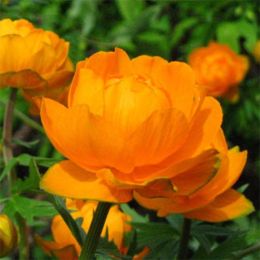 Купальниця Orange Princess фото
