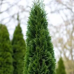 Туя Malonyana фото