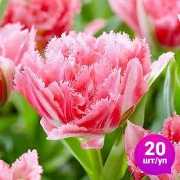 Тюльпан Crispion Sweet (Кріспіон Світ) 20 шт/уп фото