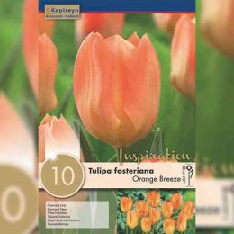 Тюльпан Orange Breeze (Брендові цибулини KAPITEYN®) фото