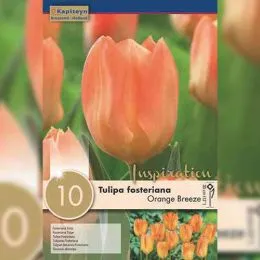 Тюльпан Orange Breeze (Брендові цибулини KAPITEYN®) фото