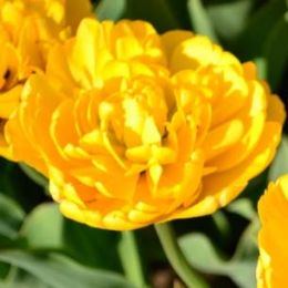 Тюльпан Yellow Pomponnet 50 фото