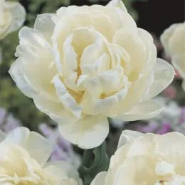 Тюльпан Up White фото